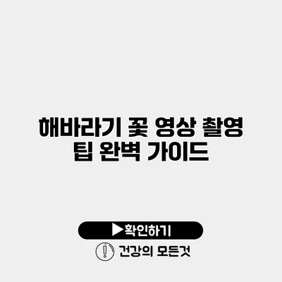 해바라기 꽃 영상 촬영 팁 완벽 가이드