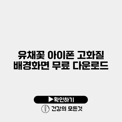 유채꽃 아이폰 고화질 배경화면 무료 다운로드